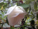 The Witzleben Rose