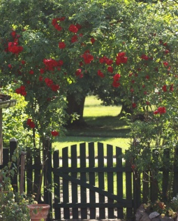 Kitchen Garden