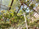 The Witzleben Rose