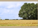 Agriculture