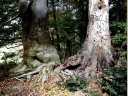 The English Country Park