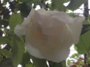 The Witzleben Rose