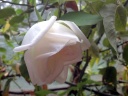 The Witzleben Rose